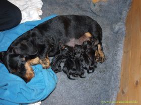 Welpen 12_06_29 III.jpg