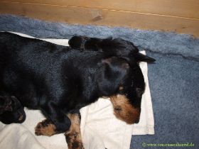 Welpe auf Kopf 12_06_29.jpg