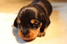 Welpe Portrait 12 07 08.JPG