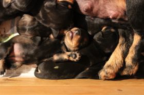 Welpe Toter Mann 12 07 08 II.JPG