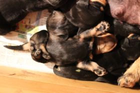 Welpe Toter Mann 12 07 08.JPG