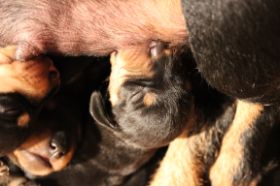 Welpe mit Zitze 12 07 08 II.JPG