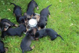 Grosses Fressen Draussen.jpg